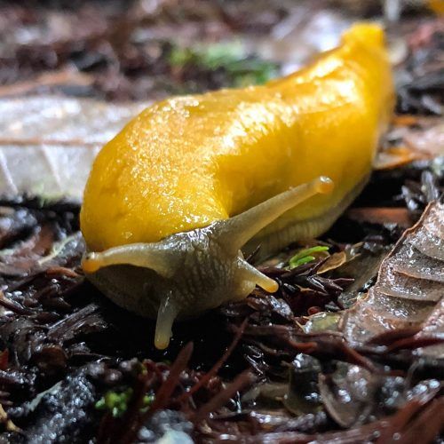 Banana Slug